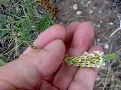 Hebenstretia robusta