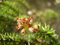 Erica thomensis