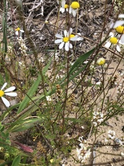 Foveolina tenella
