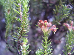 Erica thomensis