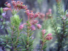 Erica thomensis