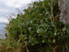 Salix herbacea