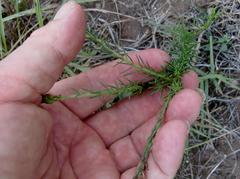 Hebenstretia robusta