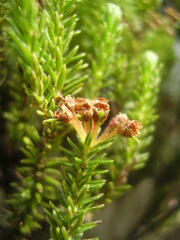 Erica thomensis