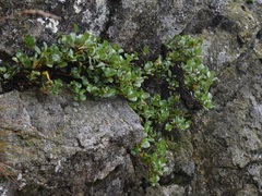 Salix herbacea