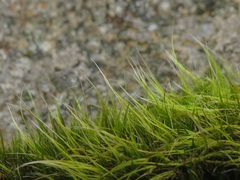 Campylopus atrovirens