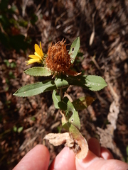 Grindelia adenodonta