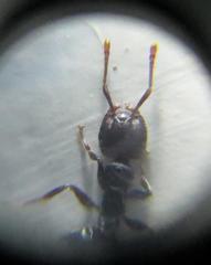 Crematogaster delagoensis