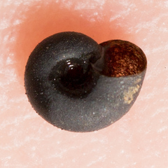 Promenetus umbilicatellus