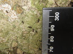 Crematogaster delagoensis