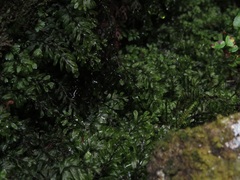 Hymenophyllum wilsonii