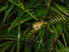 Rhacophorus lateralis