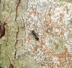 Crematogaster delagoensis