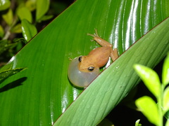 Raorchestes luteolus