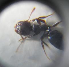 Crematogaster delagoensis