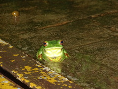 Rhacophorus malabaricus