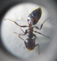 Crematogaster delagoensis