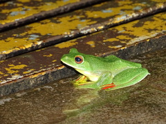 Rhacophorus malabaricus