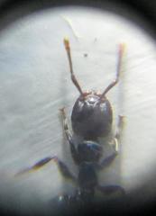 Crematogaster delagoensis