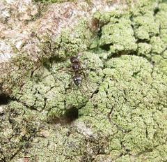 Crematogaster delagoensis