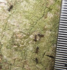 Crematogaster delagoensis