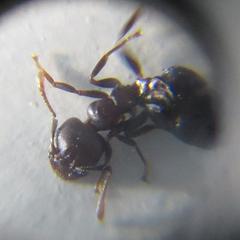 Crematogaster delagoensis