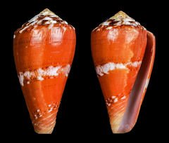 Conus alainallaryi