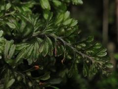 Hymenophyllum wilsonii