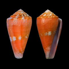 Conus alainallaryi