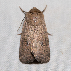 Homorthodes communis