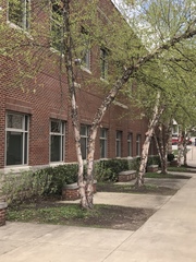 Betula nigra
