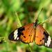 Common Mimic Acraea - Photo (c) Peter Vos, some rights reserved (CC BY-NC), uploaded by Peter Vos