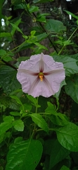Lycianthes ciliolata