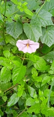 Lycianthes ciliolata