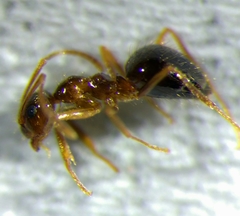 Prenolepis nitens