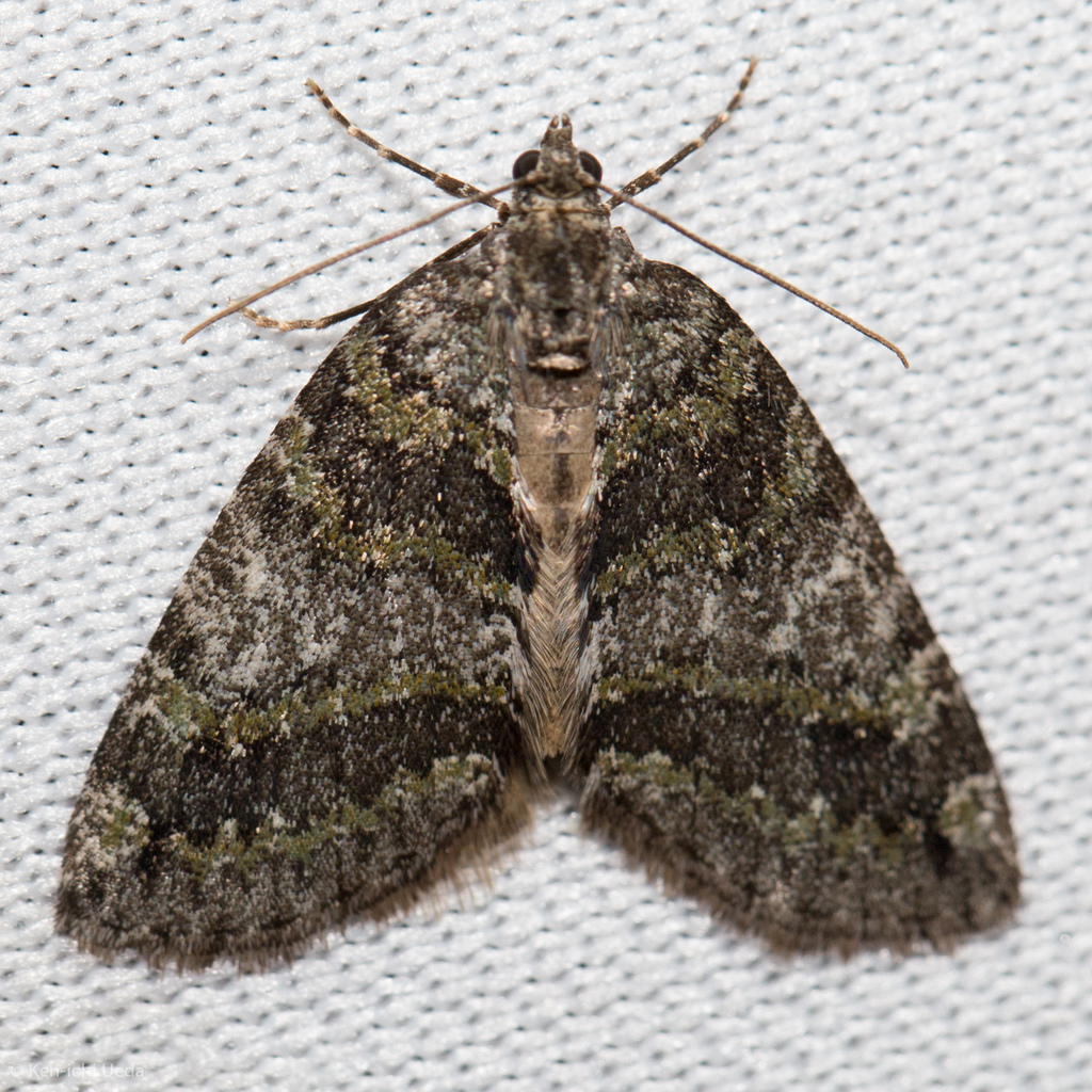 Oak Winter Highflier Moth