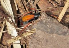 Tachypompilus ignitus