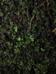 Hymenophyllum wilsonii