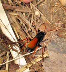 Tachypompilus ignitus