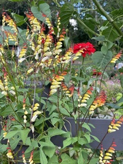 Ipomoea lobata