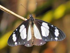 Amauris ochlea ochlea