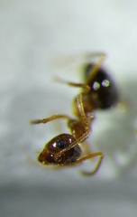 Prenolepis nitens