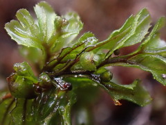 Hymenophyllum wilsonii