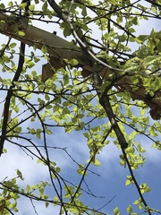 Betula nigra