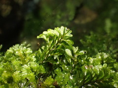 Hymenophyllum wilsonii