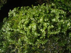 Hymenophyllum wilsonii
