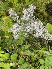 Symphyotrichum cordifolium