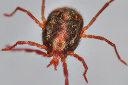 Representative image of Erythraeus