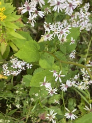Symphyotrichum cordifolium