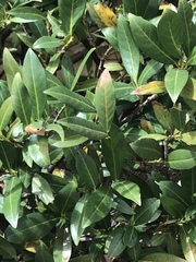 Prunus laurocerasus